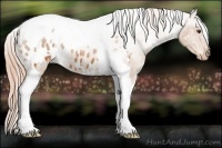 Horse Color:White Spotted Chestnut Tobiano Blanket