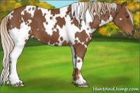 Horse Color:White Spotted Chestnut