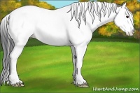 Horse Color:White Spotted Grullo Splash Tobiano