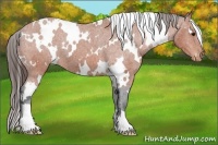 Horse Color:White Spotted Bay Appaloosa