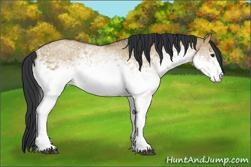 Horse Color:White Spotted Bay Dun 