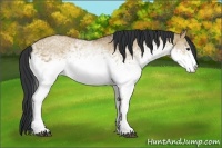 Horse Color:White Spotted Bay Dun