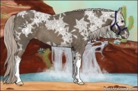 Horse Color:Chocolate Palomino Ice Roan 