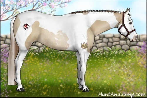 Horse Color:Grullo Pearl Sabino Splash Tobiano Rabicano 