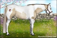 Horse Color:Grullo Pearl Sabino Splash Tobiano Rabicano
