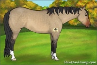 Horse Color:Bay Dun