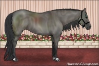 Horse Color:Grullo