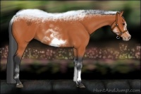 Horse Color:White Spotted Bay Frame 