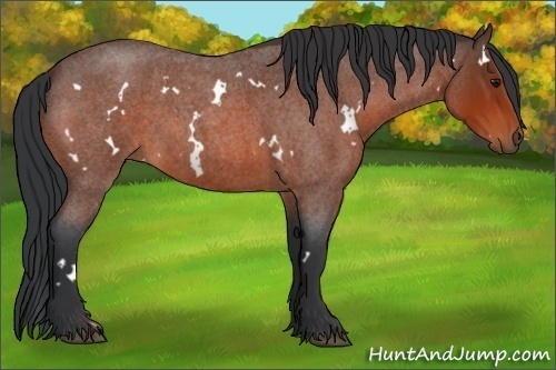 Horse Color:White Spotted Bay Roan