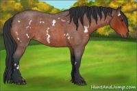 Horse Color:White Spotted Bay Roan 