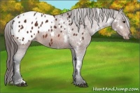 Horse Color:White Spotted Bay Appaloosa