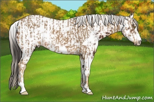 Horse Color:White Spotted Palomino Frame and Bay Tobiano Frame Near Leopard