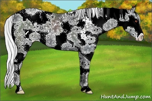 Horse Color:Silver Black Chinchilla Ice Sabino Splash 