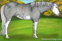 Horse Color:Silver Black Chinchilla Ice Splash Rabicano