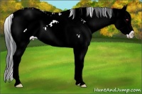 Horse Color:Classic Champagne Chinchilla Ice Sabino Splash Rabicano 
