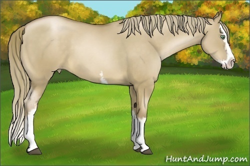 Horse Color:White Spotted Liver Red Dun Pearl Sabino Splash