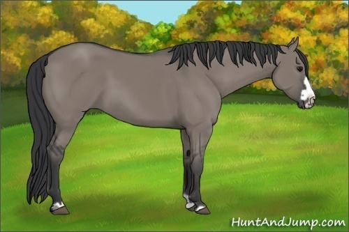 Horse Color:Grullo Frame 