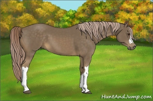 Horse Color:Chocolate Palomino