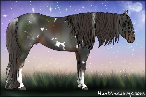 Horse Color:White Spotted Liver Chestnut 