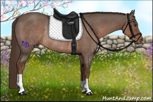 Horse Color:Liver Chestnut Rabicano 