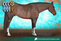 Horse Color:Liver Chestnut Rabicano
