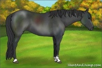 Horse Color:Black Sabino 
