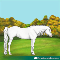 Horse Color:White Spotted Silver Amber Cream Champagne Appaloosa and Silver Perlino Appaloosa