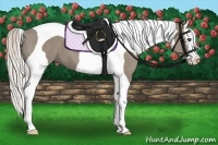 Horse Color:Silver Grullo Splash Tobiano 