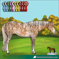 Horse Color:White Spotted Chocolate Palomino Varnish  and White Spotted Chocolate Palomino 