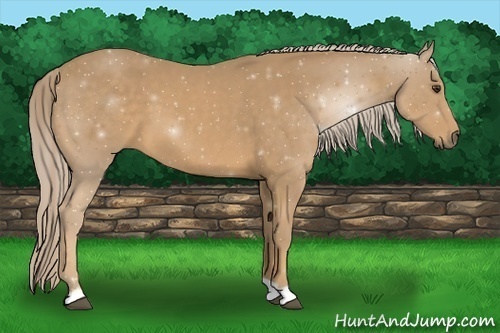 Horse Color:Palomino