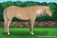 Horse Color:Palomino