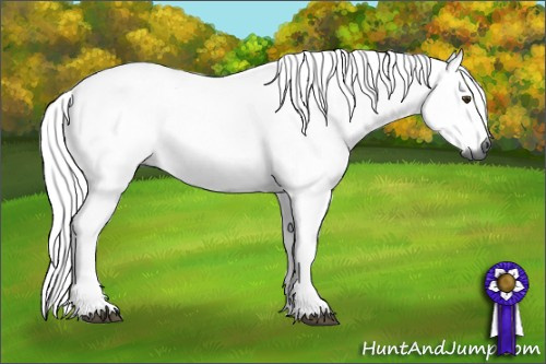Horse Color:Gray Palomino
