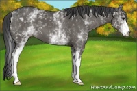 Horse Color:White Spotted Smoky Black