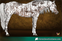 Horse Color:Silver Black Tobiano  and White Spotted Silver Black 