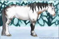 Horse Color:White Spotted Buckskin Frame 
