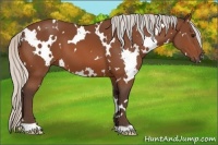 Horse Color:White Spotted Silver Bay 