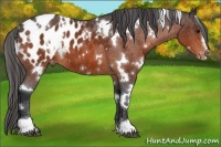 Horse Color:White Spotted Brown Sabino Blanket