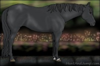 Horse Color:Black Sabino 