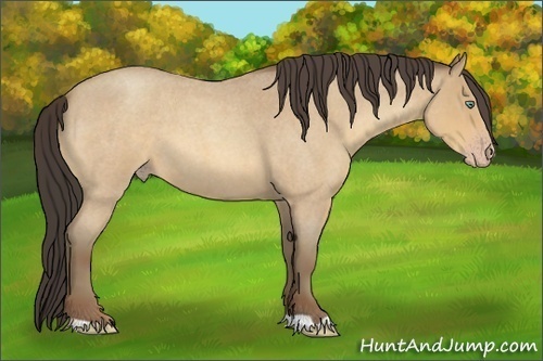 Horse Color:Amber Champagne Roan
