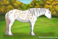 Horse Color:Amber Champagne Splash Appaloosa 