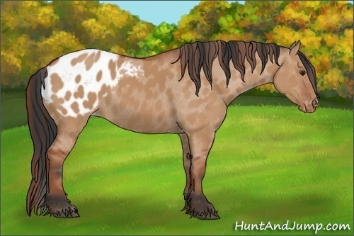 Horse Color:Bay Dun Appaloosa