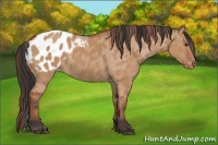 Horse Color:Bay Dun Appaloosa