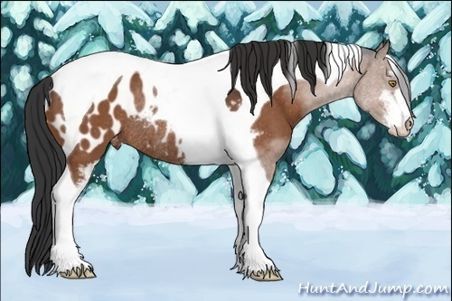 Horse Color:Bay Sabino Tobiano Appaloosa Rabicano 