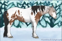 Horse Color:Bay Sabino Tobiano Appaloosa Rabicano