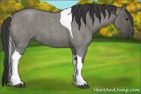 Horse Color:Grullo Roan Tobiano