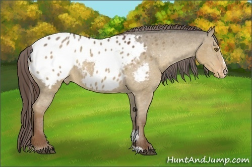 Horse Color:Liver Red Dun Sabino Appaloosa 