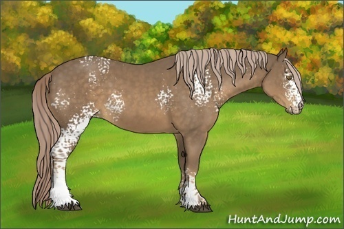 Horse Color:White Spotted Chocolate Palomino