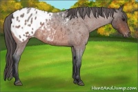 Horse Color:Bay Roan Appaloosa 