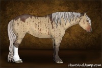 Horse Color:Silver Brown Dun 