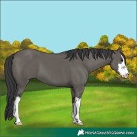 Horse Color:Unknown 